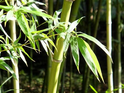 竹 樹木|日本の生活に古くから関わっている竹とは？日本にある竹の種類。